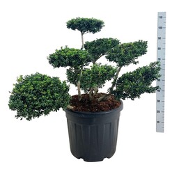 Rinčiuotasis bugienis (Lot Ilex cren.) 'Convexa' BONSAI 60-80 CM C55 | BUGIENIAI | KRŪMAI