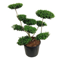 Rinčiuotasis bugienis (Lot Ilex cren.) 'Convexa' BONSAI 80-100CM C70 - nuotrauka 1