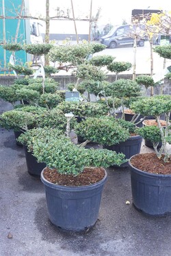 Rinčiuotasis bugienis (Lot Ilex cren.) 'Convexa' BONSAI 80-100CM C70 - nuotrauka 2