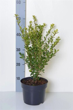 Rinčiuotasis bugienis (Lot Ilex cren.) 'Caroline Upright' C2/P17 25-30 CM
