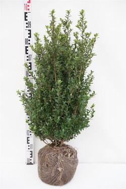 Rinčiuotasis bugienis (Lot Ilex cren.) 'Caroline Upright' RB 60-80 CM