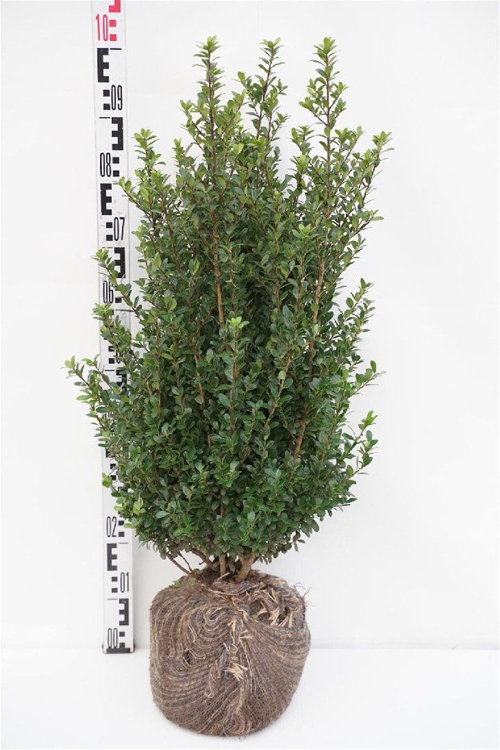 Rinčiuotasis bugienis (Lot Ilex cren.) 'Caroline Upright' RB 60-80 CM