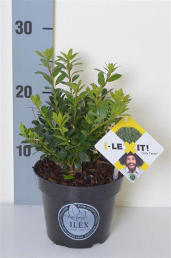 Rinčiuotasis bugienis (Lot Ilex cren.) 'Dark Green' C1,5/P14 15-20 CM