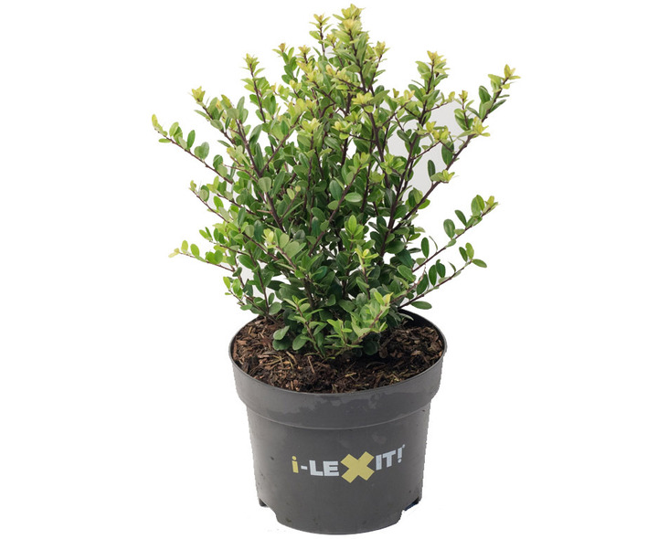 Rinčiuotasis bugienis (Lot Ilex cren.) 'Dark Green' C2/P17 20-30 CM