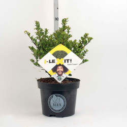 Rinčiuotasis bugienis (Lot Ilex cren.) 'Dark Green' C2/P17 20-30 CM - nuotrauka 2