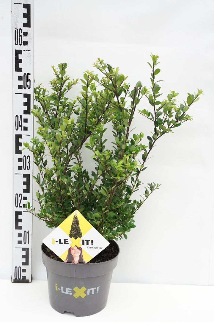 Rinčiuotasis bugienis (Lot Ilex cren.) 'Dark Green' C3/P19 30-40 CM