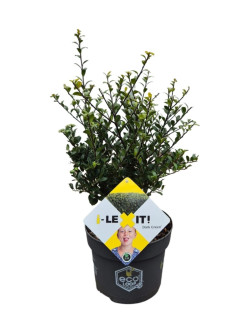 Rinčiuotasis bugienis (Lot Ilex cren.) 'Dark Green' C3/P19 30-40 CM - nuotrauka 2