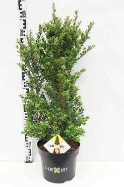 Rinčiuotasis bugienis (Lot Ilex cren.) 'Dark Green' C7,5/P26 70/+ CM | BUGIENIAI | KRŪMAI