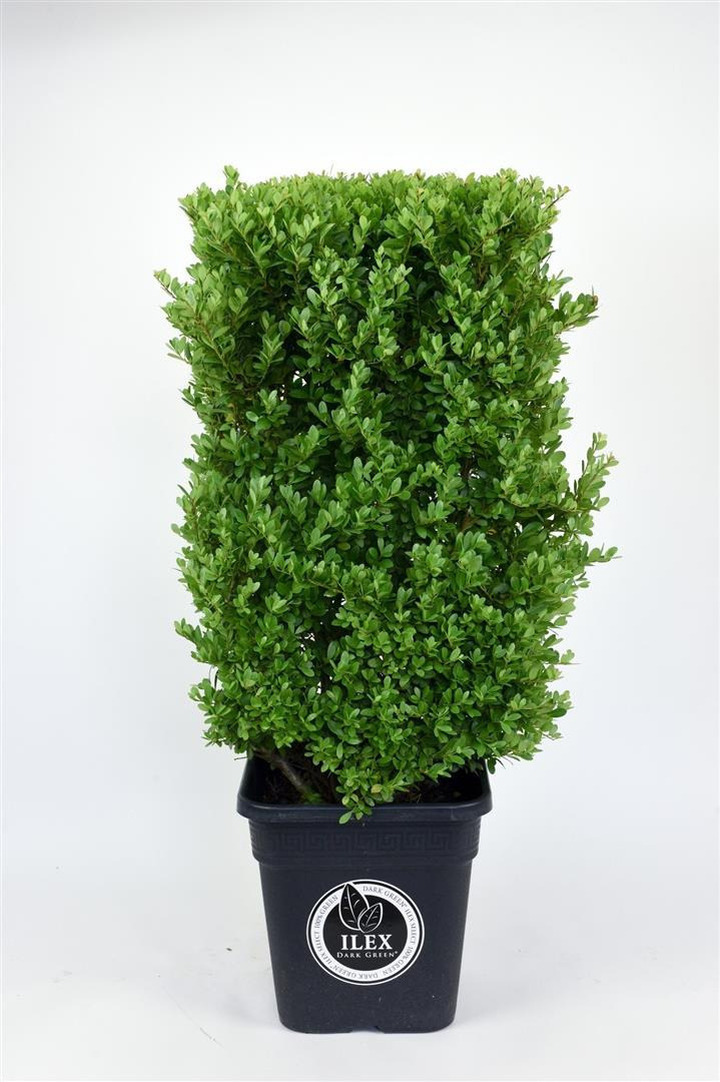 Rinčiuotasis bugienis (Lot Ilex cren.) 'Dark Green' C10 COLUMN