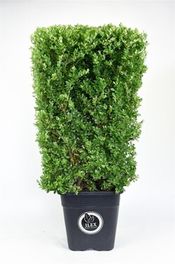 Rinčiuotasis bugienis (Lot Ilex cren.) 'Dark Green' C20 COLUMN