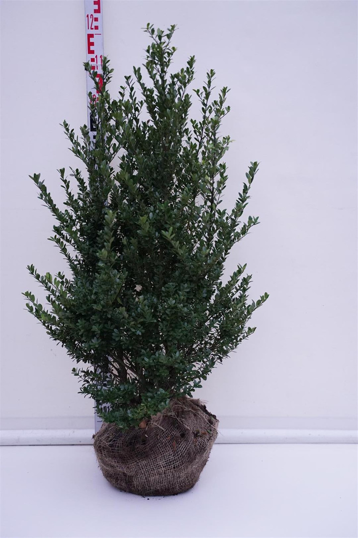 Rinčiuotasis bugienis (Lot Ilex cren.) 'Dark Green' RB 60-80 CM