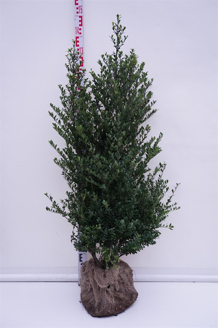Rinčiuotasis bugienis (Lot Ilex cren.) 'Dark Green' 80-100 CM RB