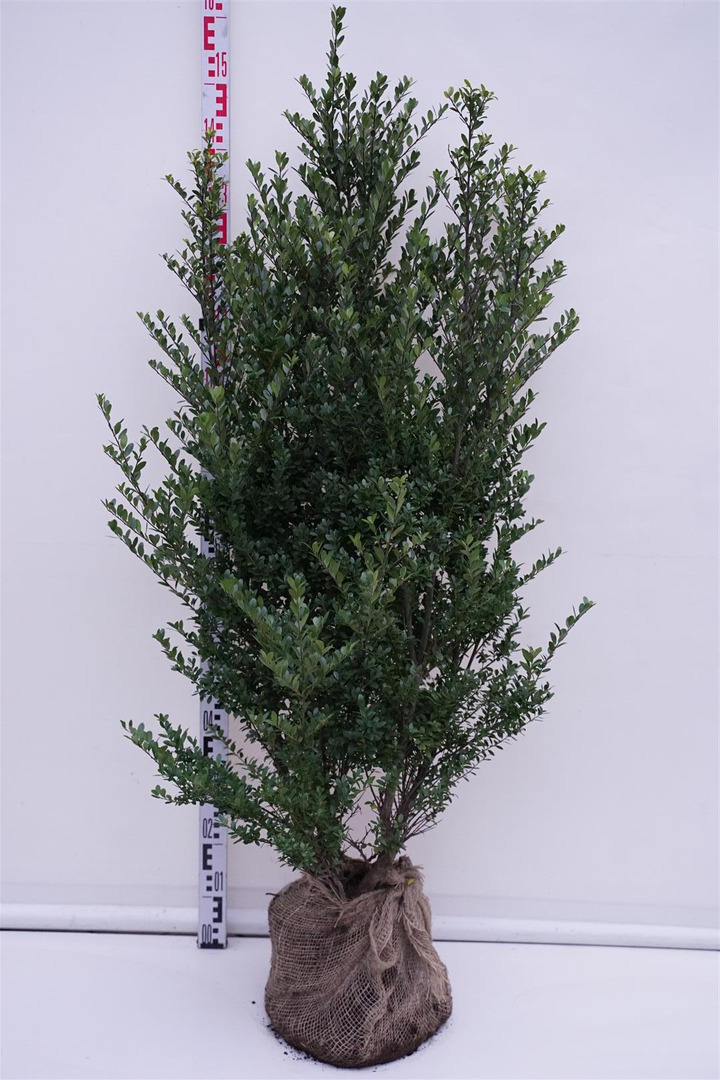 Rinčiuotasis bugienis (Lot Ilex cren.) 'Dark Green' 100-125 CM RB