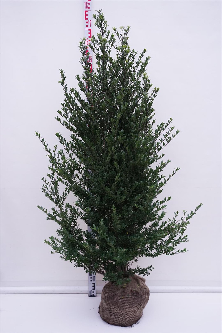 Rinčiuotasis bugienis (Lot Ilex cren.) 'Dark Green' 125-150 CM RB