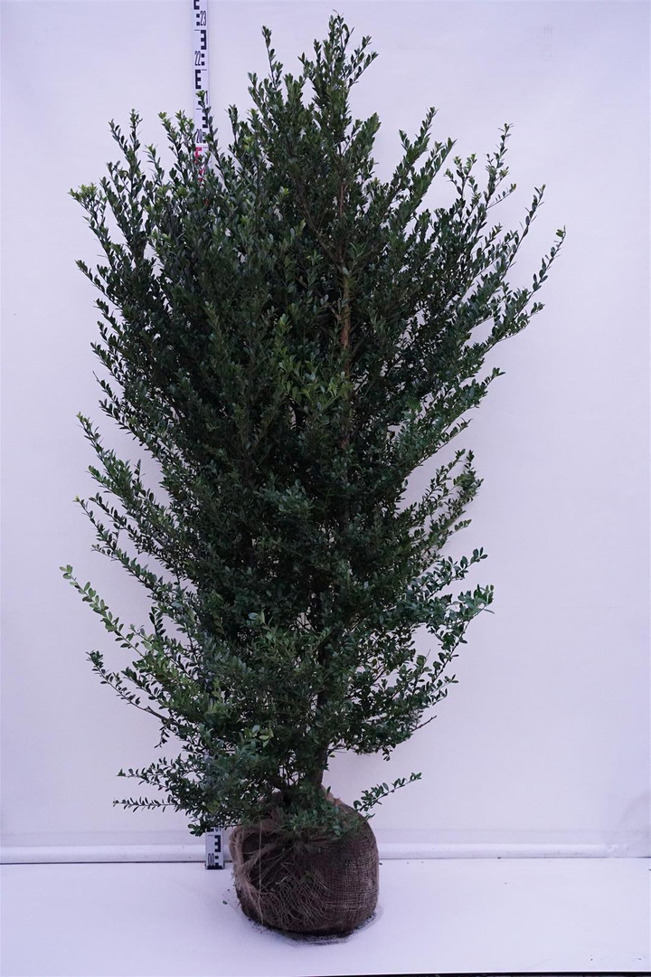 Rinčiuotasis bugienis (Lot Ilex cren.) 'Dark Green' 175-200 CM RB