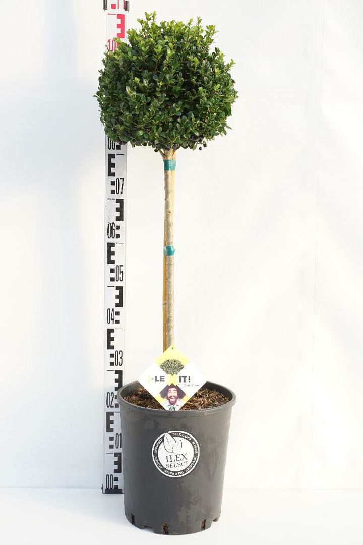 Rinčiuotasis bugienis (Lot Ilex cren.) 'Dark Green' C18 KOTAS 50 CM | BUGIENIAI | KRŪMAI