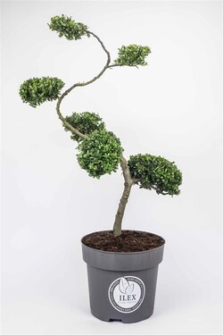 Rinčiuotasis bugienis (Lot Ilex cren.) 'Dark Green' BONSAI 80/+ CM C15 | BUGIENIAI | KRŪMAI