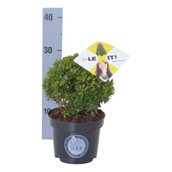 Rinčiuotasis bugienis (Lot Ilex cren.) 'Dark Green' 20 CM BALL C3/P19