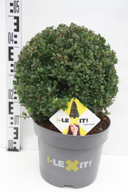 Rinčiuotasis bugienis (Lot Ilex cren.) 'Dark Green' 30 CM RUTULYS C7,5/P26 | BUGIENIAI | KRŪMAI