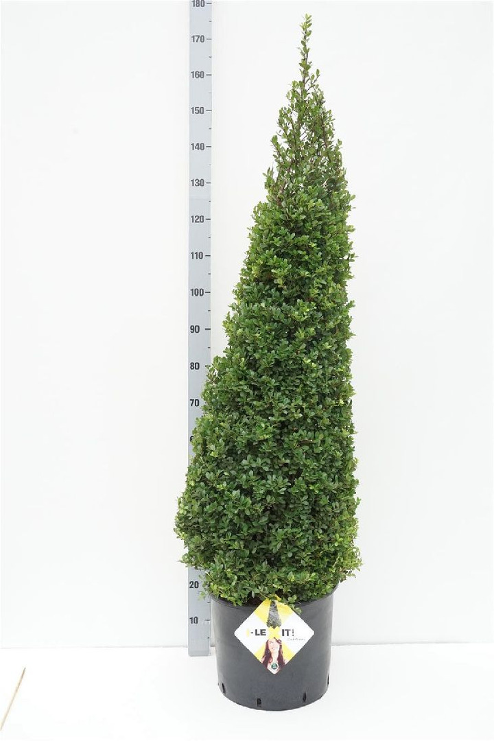 Rinčiuotasis bugienis (Lot Ilex cren.) 'Dark Green' 110-120 CM C20 | BUGIENIAI | KRŪMAI