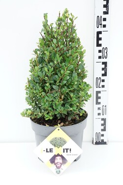 Rinčiuotasis bugienis (Lot Ilex cren.) 'Dark Green' 30-40 CM CONE C4/P21 - nuotrauka 1