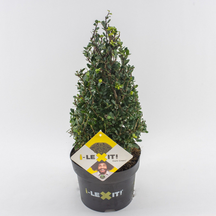 Rinčiuotasis bugienis (Lot Ilex cren.) 'Dark Green' 30-40 CM CONE C4/P21