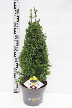 Rinčiuotasis bugienis (Lot Ilex cren.) 'Dark Green' 40-50 CM C5/P23 | BUGIENIAI | KRŪMAI