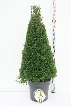 Rinčiuotasis bugienis (Lot Ilex cren.) 'Dark Green' 90-100 CM C17 | BUGIENIAI | KRŪMAI