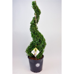 Rinčiuotasis bugienis (Lot Ilex cren.) 'Dark Green' 120 CM SPIRAL C25 | BUGIENIAI | KRŪMAI