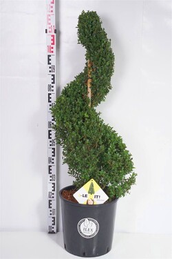 Rinčiuotasis bugienis (Lot Ilex cren.) 'Dark Green' 90-100 CM SPI C18 | BUGIENIAI | KRŪMAI