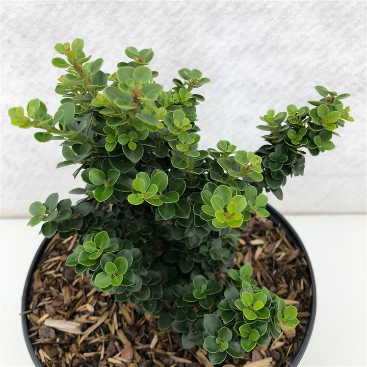 Rinčiuotasis bugienis (Lot Ilex cren.) 'Dwarf Pagoda' C2/P17 15-20 CM | BUGIENIAI | KRŪMAI