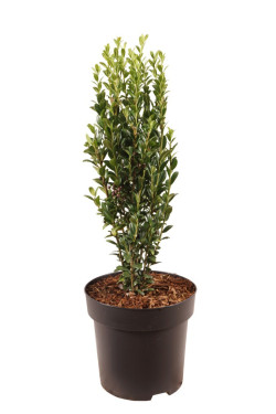 Rinčiuotasis bugienis (Lot Ilex cren.) 'Fastigiata' C3/P19 30-40 CM