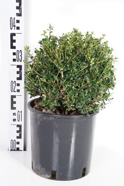 Rinčiuotasis bugienis (Lot Ilex cren.) 'Glory Gem' 25-30 CM RUTULYS C5/P23 | BUGIENIAI | KRŪMAI