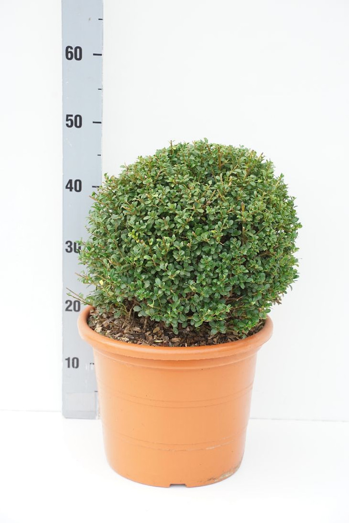 Rinčiuotasis bugienis (Lot Ilex cren.) 'Glory Gem' 30 CM BALL C10