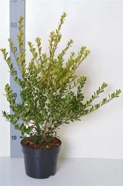 Rinčiuotasis bugienis (Lot Ilex cren.) 'Green Hedge' C2/P17 25-30 CM