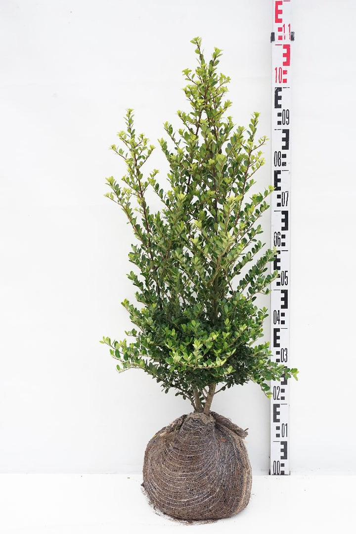 Rinčiuotasis bugienis (Lot Ilex cren.) 'Green Hedge' 80-100 CM RB