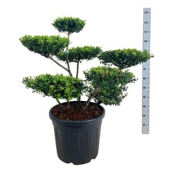 Rinčiuotasis bugienis (Lot Ilex cren.) 'Green Hedge' BONSAI 80-100CM C55 | BUGIENIAI | KRŪMAI