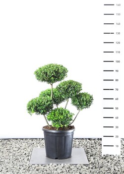 Rinčiuotasis bugienis (Lot Ilex cren.) 'Green Hedge'  60-80 CM EXTRA C20
