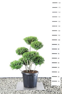Rinčiuotasis bugienis (Lot Ilex cren.) 'Green Hedge'  80-100 CM EXTRA C25