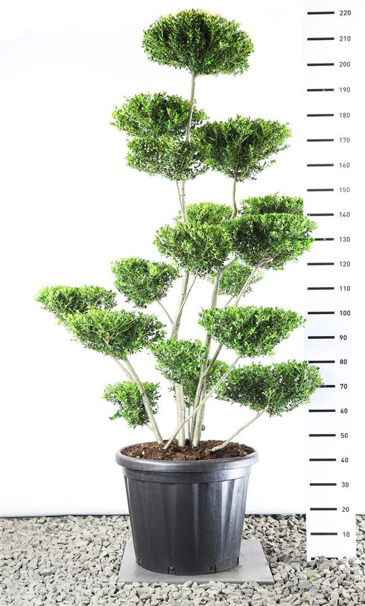 Rinčiuotasis bugienis (Lot Ilex cren.) 'Green Hedge'  EXTR 175-200 C45