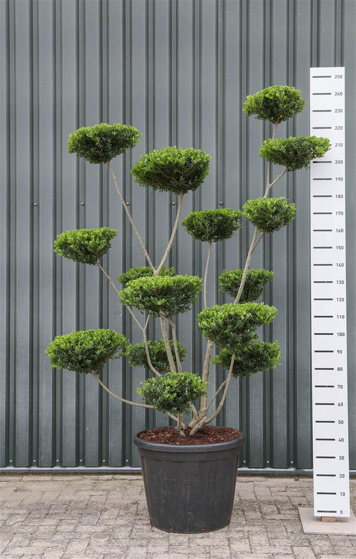 Rinčiuotasis bugienis (Lot Ilex cren.) 'Green Hedge'  EXTR 200-225 C45
