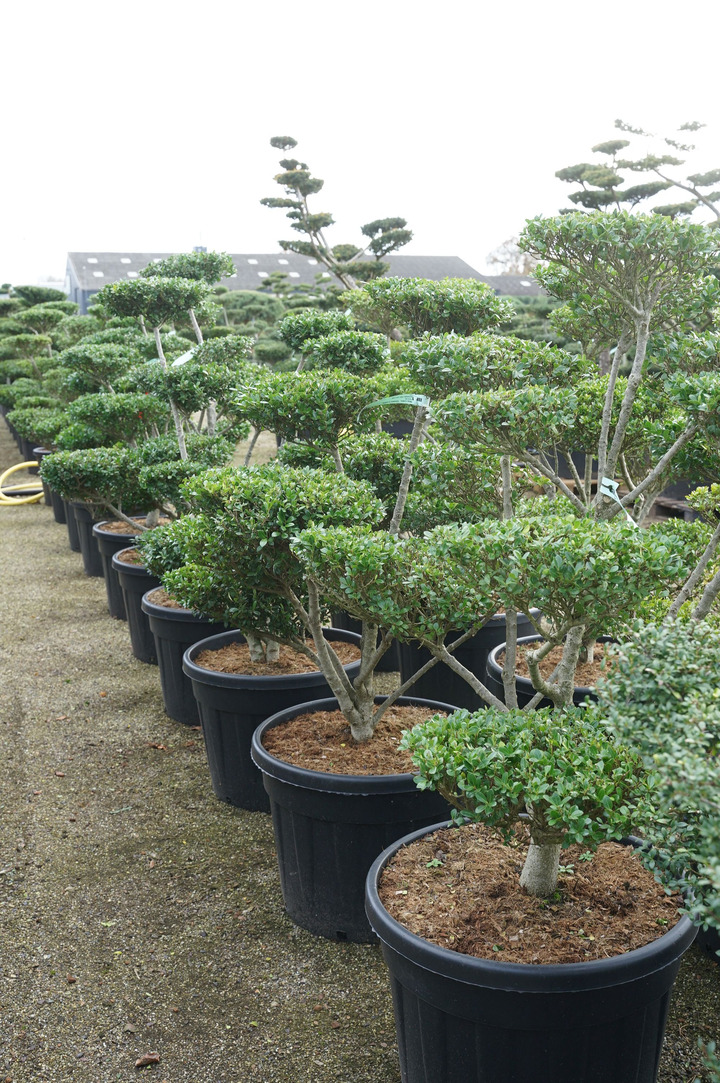 Rinčiuotasis bugienis (Lot Ilex cren.) 'Green Lustre' BONSAI 100-125 C90