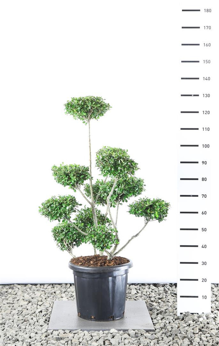 Rinčiuotasis bugienis (Lot Ilex cren.) 'Green Lustre'  80-100 CM EXTRA C20