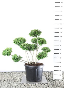 Rinčiuotasis bugienis (Lot Ilex cren.) 'Hetzii'  EXTR 100-125 C25