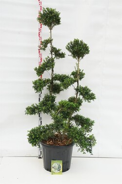 Rinčiuotasis bugienis (Lot Ilex cren.) 'Kin Me' C45 150-175 CM BONSAI
