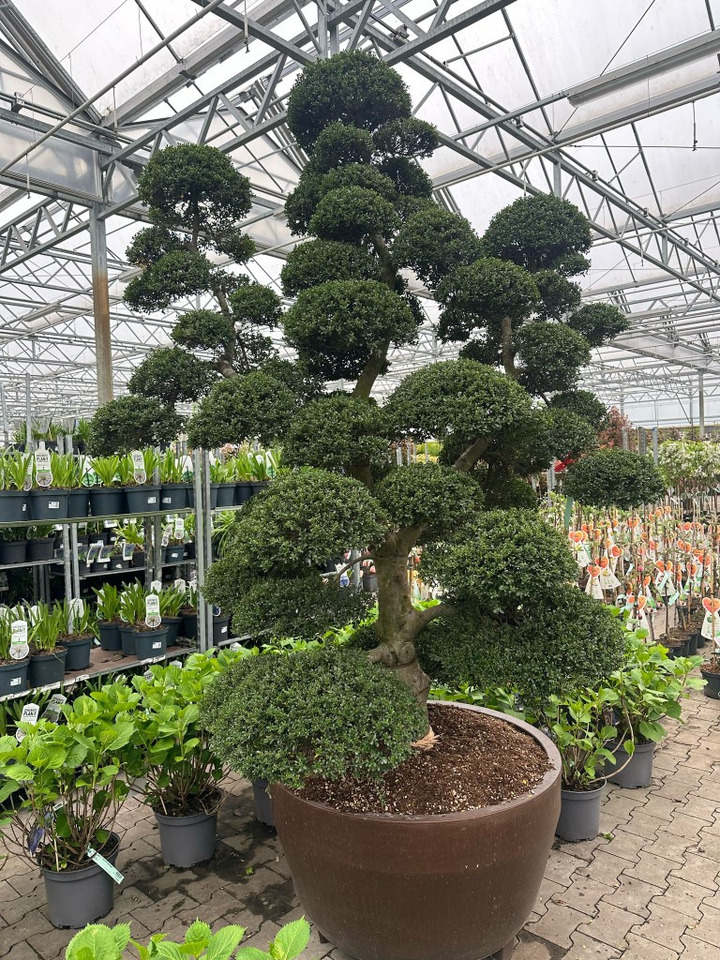 Rinčiuotasis bugienis (Lot Ilex cren.) 'Kin Me' BONSAI 225-250 C500