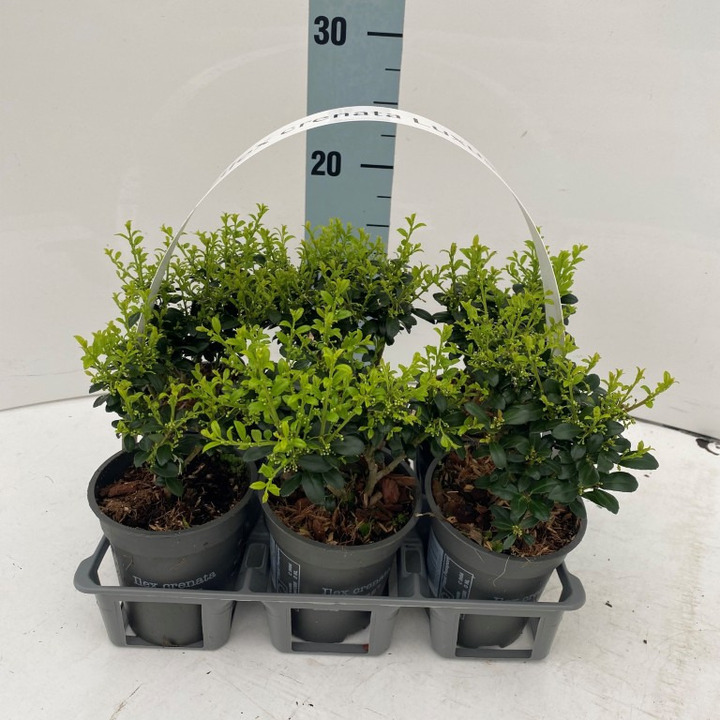 Rinčiuotasis bugienis (Lot Ilex cren.) 'Luxus' 6-PACK