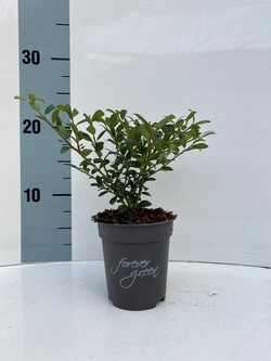 Rinčiuotasis bugienis (Lot Ilex cren.) 'Luxus' P9 JAUNI AUGALAI - nuotrauka 1