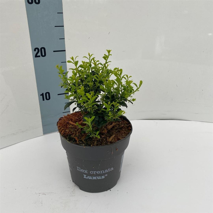 Rinčiuotasis bugienis (Lot Ilex cren.) 'Luxus' C1/P13 25-30 CM | BUGIENIAI | KRŪMAI