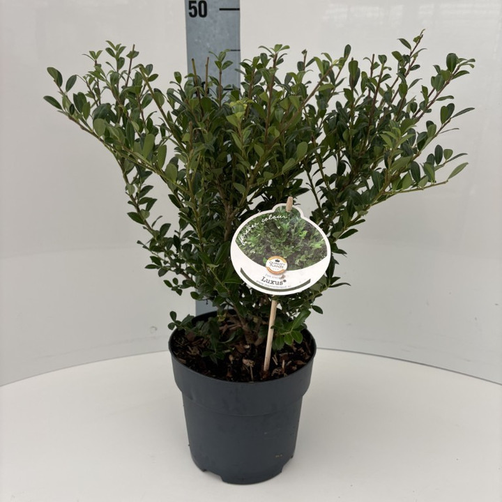 Rinčiuotasis bugienis (Lot Ilex cren.) 'Luxus' C2/P17 40-45 CM